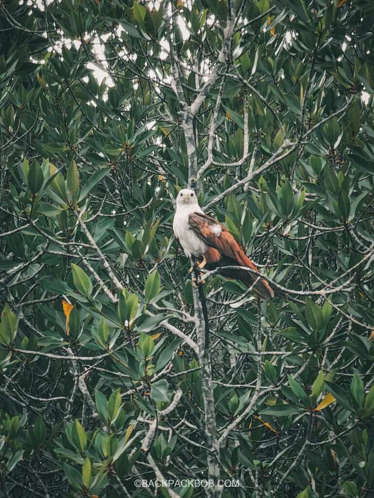 A Langkawi Red Eagle Perched in the Tree, seen on the Langkawi mangrove TOur