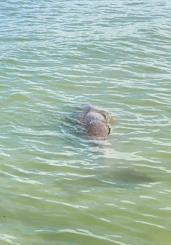 dugong seen from the surface at koh libong