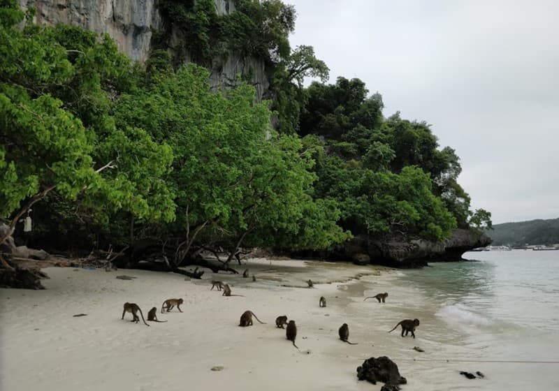 Phi Phi Island Monkey Beach 1
