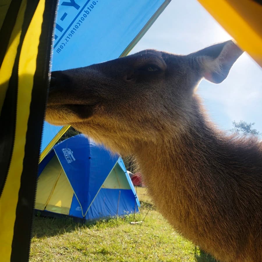 Deer In Tent Phu Kradueng Campsite Thailand