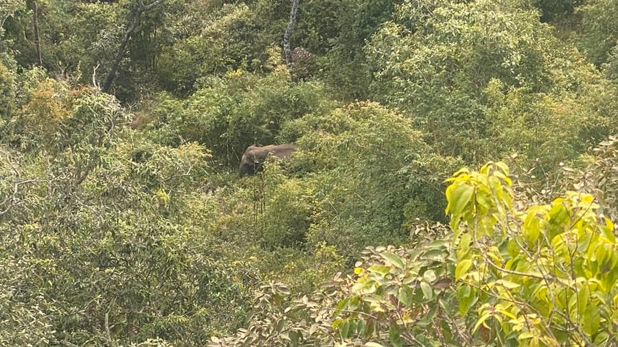 Phu Kradueng Elephant