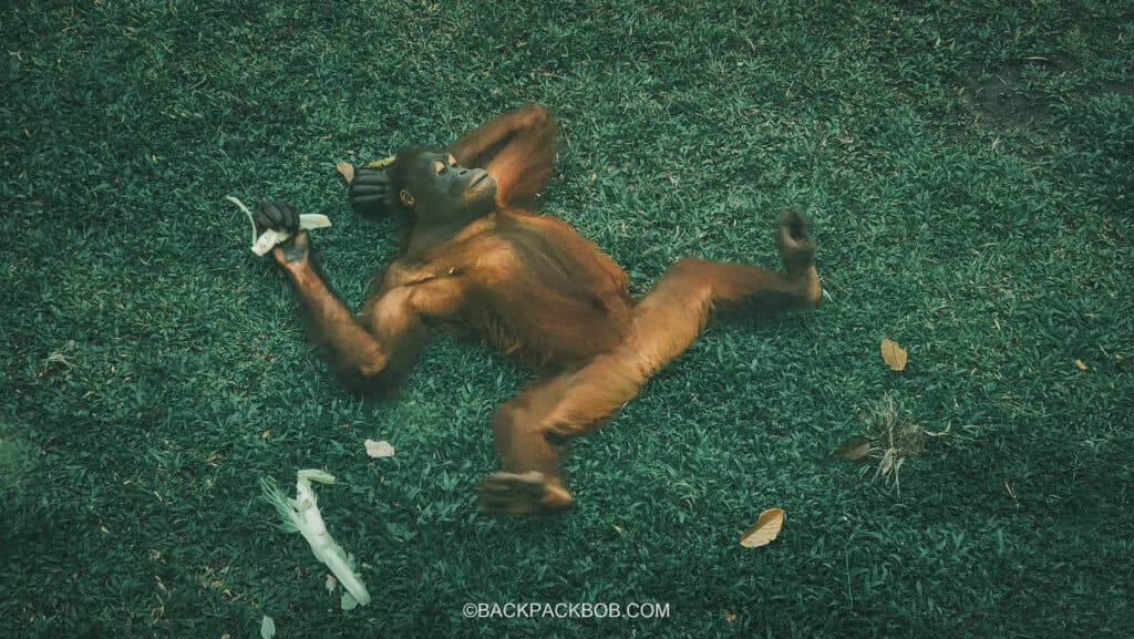 An Orangutan in Malaysia is laying on the ground after a big meal this is unsafe for the orangutan but he is in a sanctuary