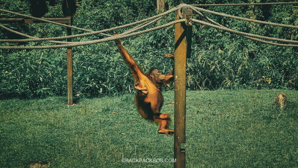 An Orangutan in a Borneo Sanctuary is swinging from the ropes