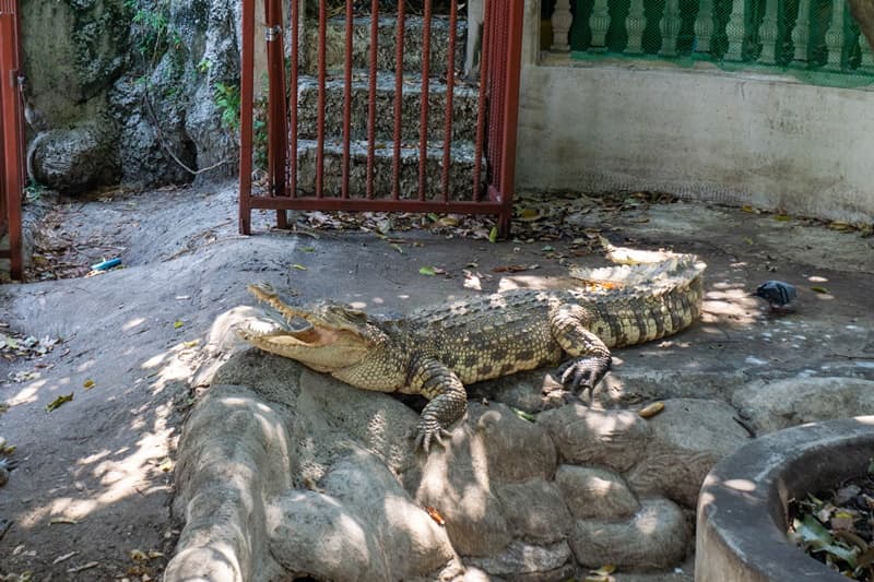 cocodile temple in bangkok