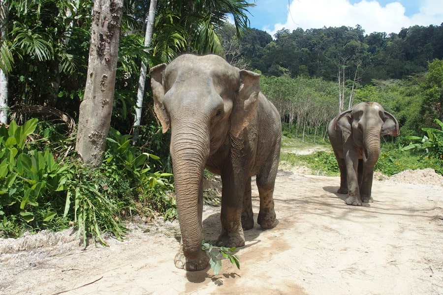 things to do in thailand, elephant sanctuary chiang mai phuket