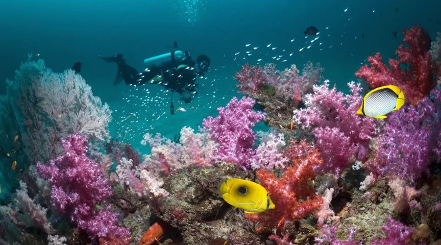 things to do in thailand scuba diving in koh tao-min