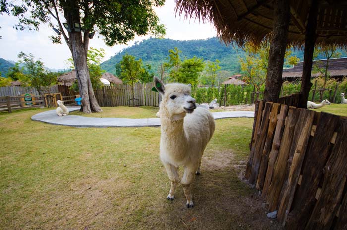 Alpaca Hill Suan Phueng