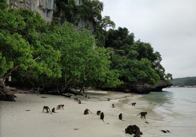 Phi Phi Island Monkey Beach