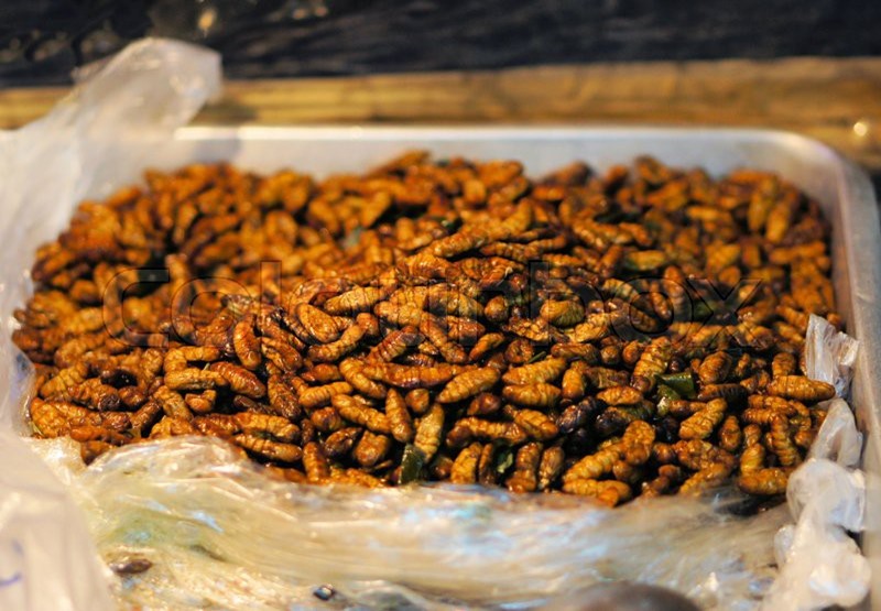 eating bugs insects thailand silk worms