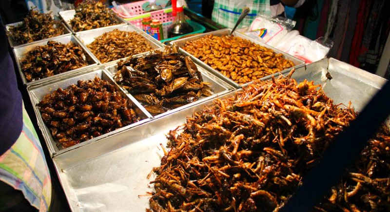 eating bugs on khaosan road