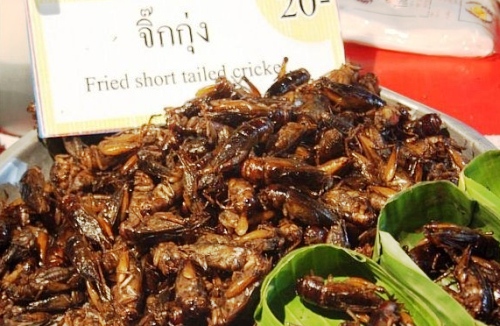 eating fried crickets bugs insects in thaialnd