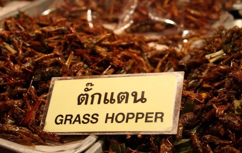 eating grasshoppers in thailand