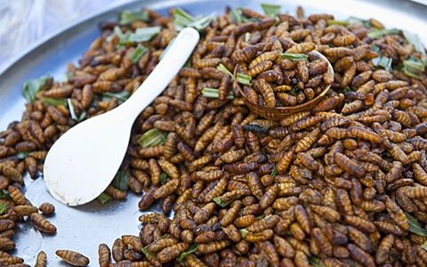 fried bamboo worms eating insects and bugs in thailand