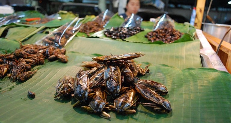 giant water bug eating locus insect in thailand