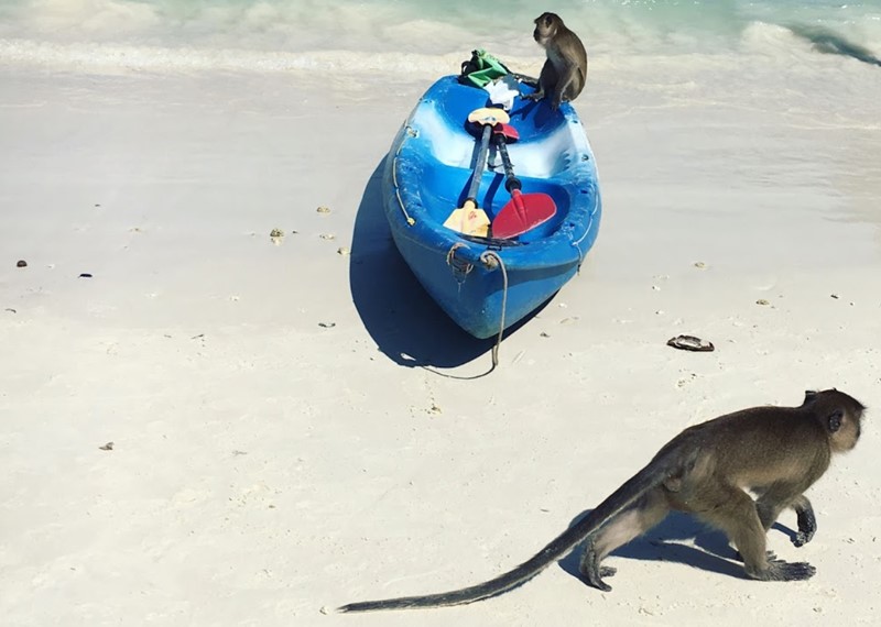 kayaking to monkey beach