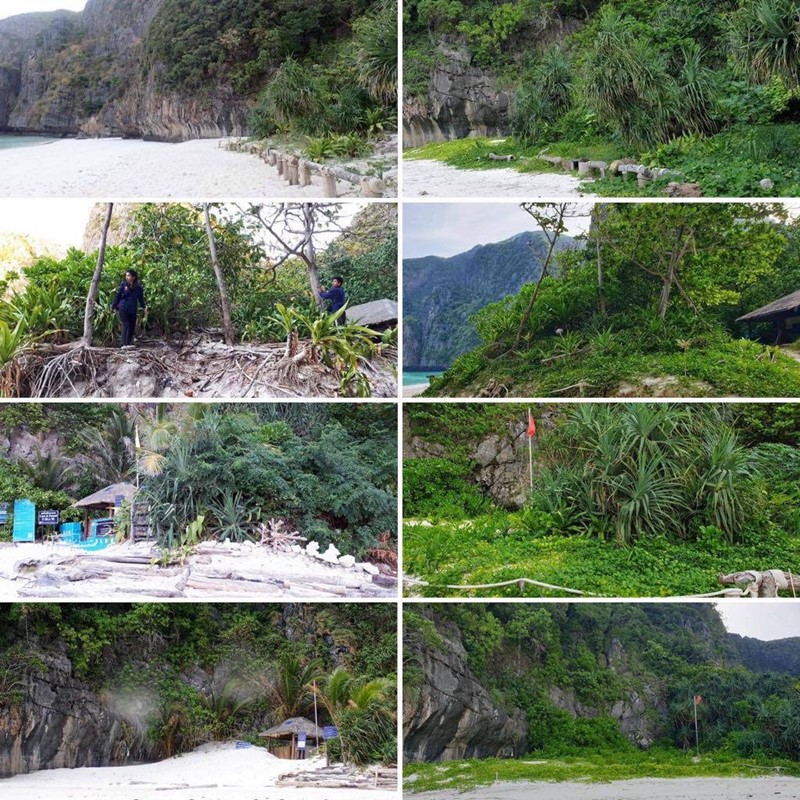 maya bay before and after