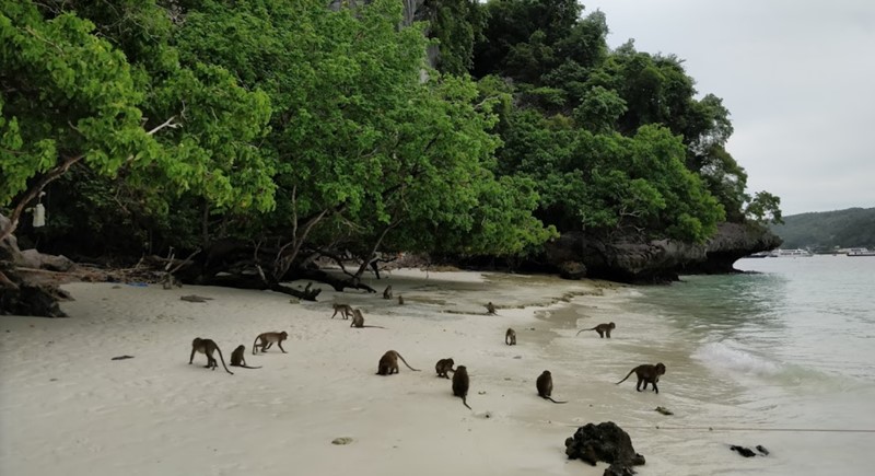 monkey beach phi phi island