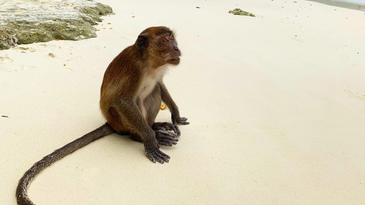 Monkey Beach Phi Phi Island Everything You Need To Know