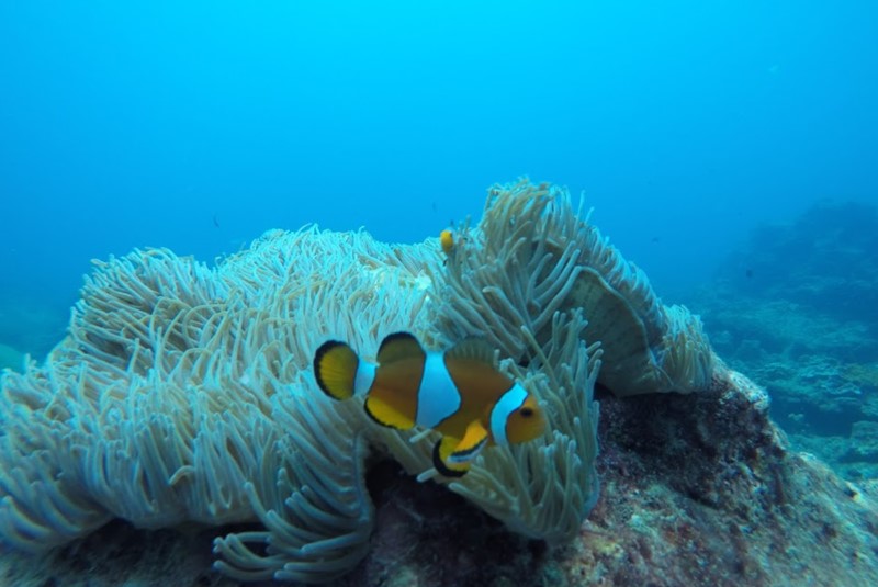 pilleh lagoon snorkeling clown fish