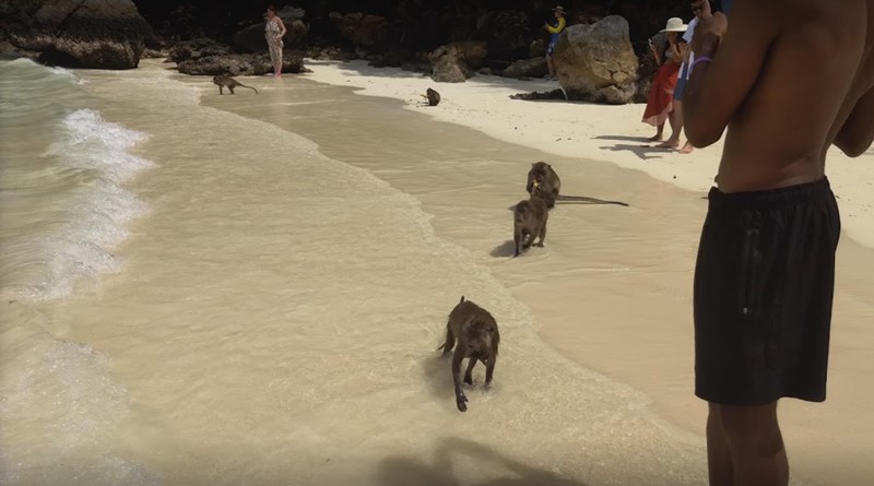 swim with monkeys phi phi island monkey island monkey beach 1