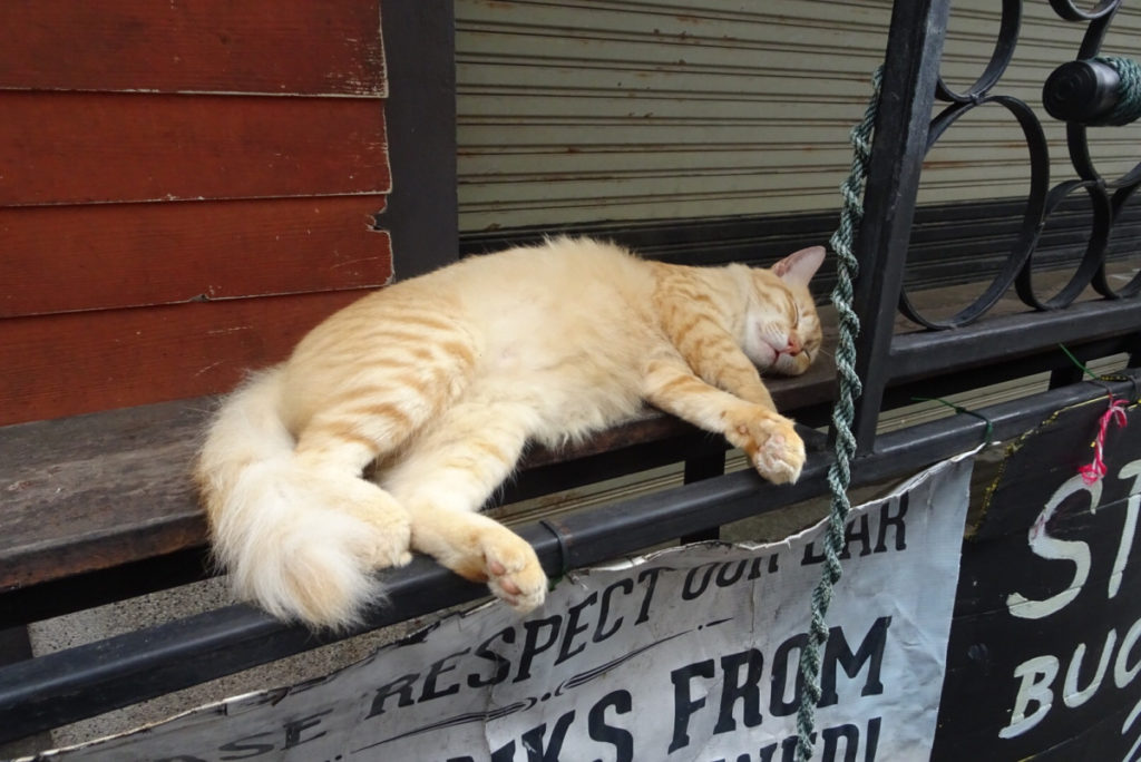 things to do in phi phi island cats