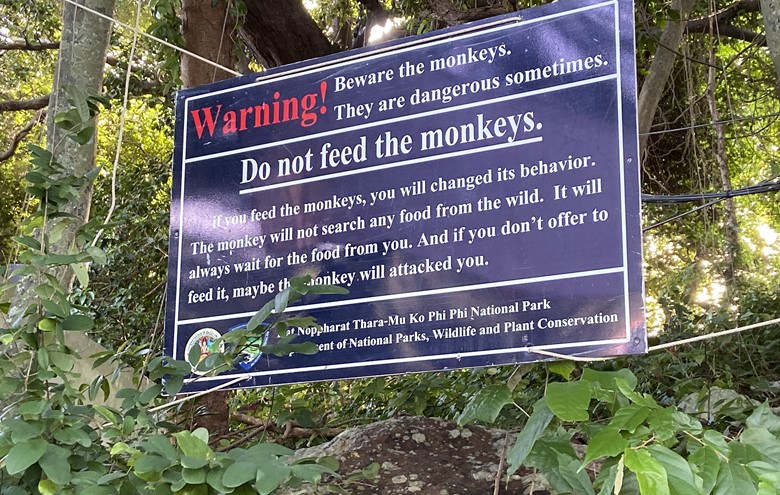 monkey beach phi phi island monkey beach sign can you feed monkeys on the beach in koh phi phi