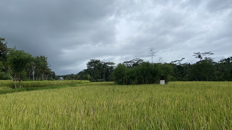 bali during covid pandemic what is bali like