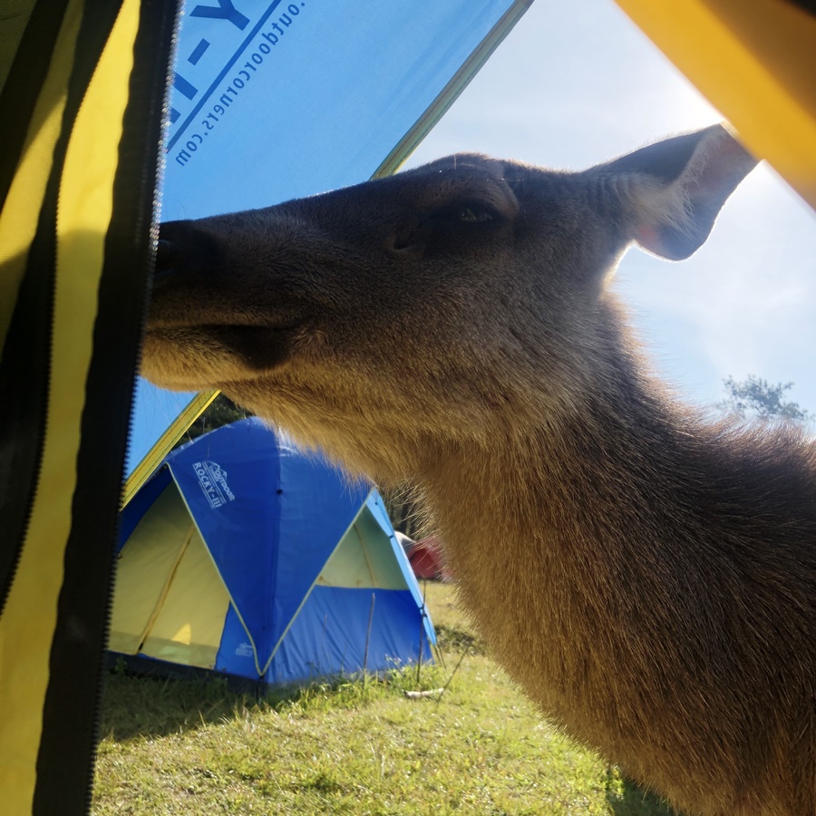 Deer In Tent Phu Kradueng Campsite Thailand