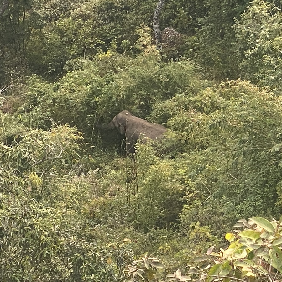 Wild Elephant In Pru Kradung National Park