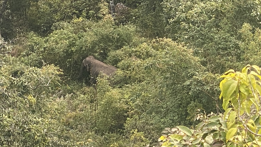 Wild Life In Phu Kradueng National Park