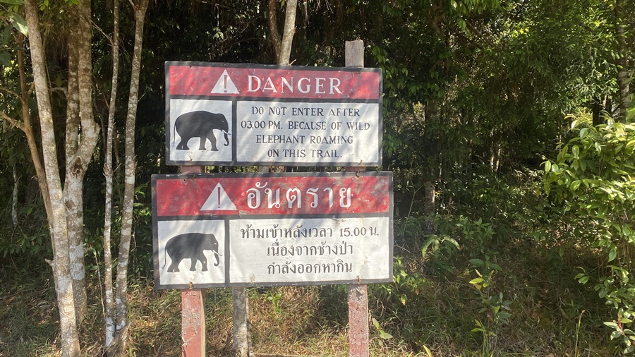 elephants in thailand national park