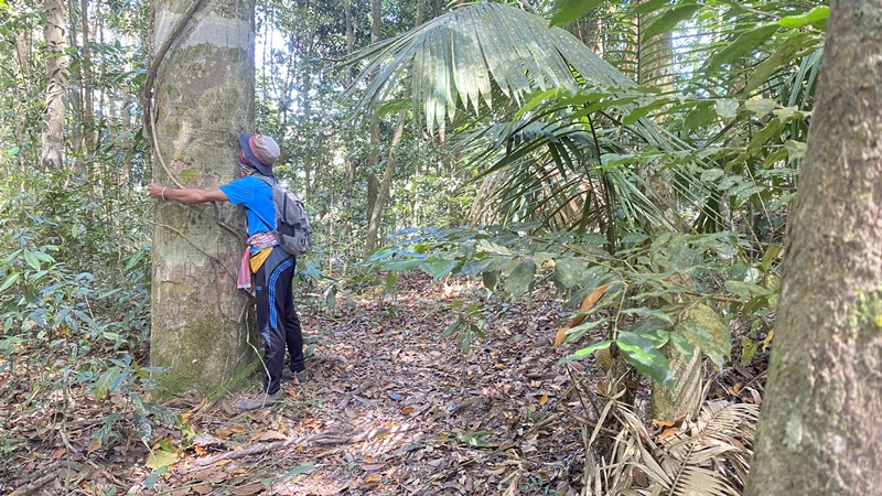 tree on koh pu mountian