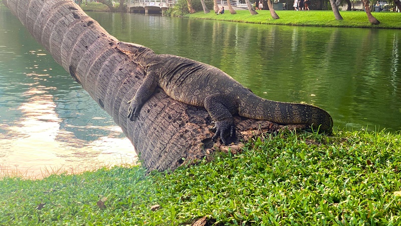 big fat lizzard chilling on tree in lumpini park