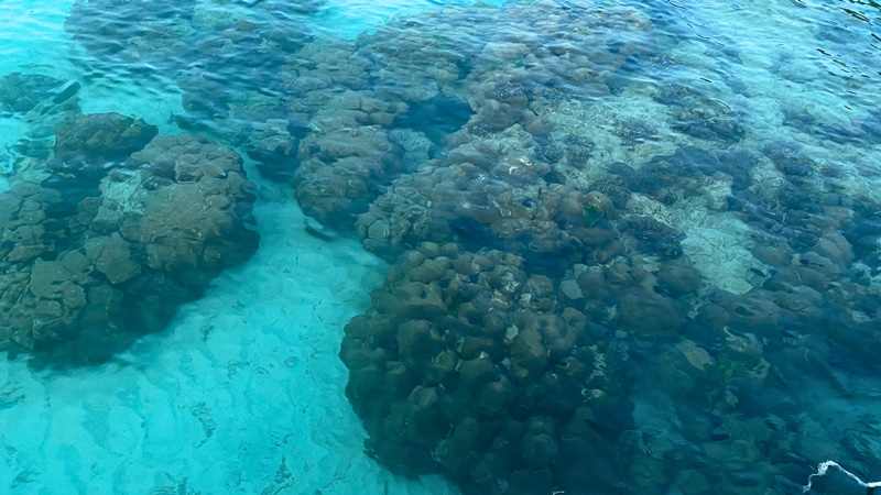 coral reef at koh rok island