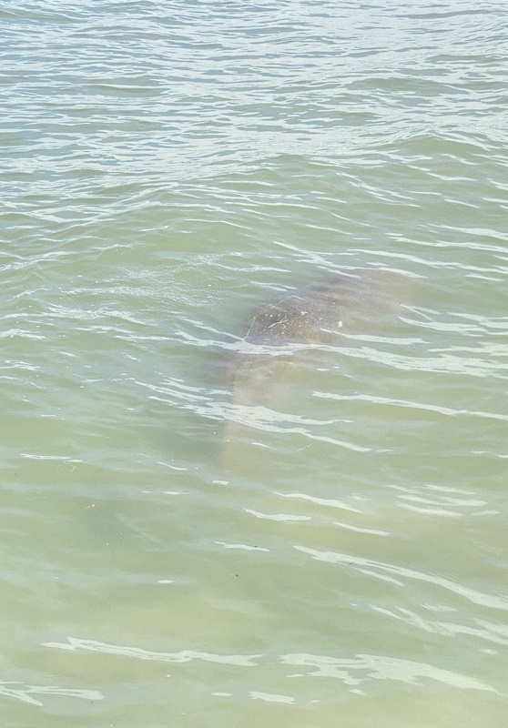 dugong in the sea koh libong