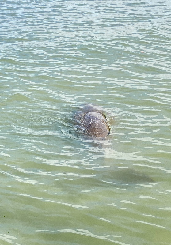 dugong seen from the surface at koh libong