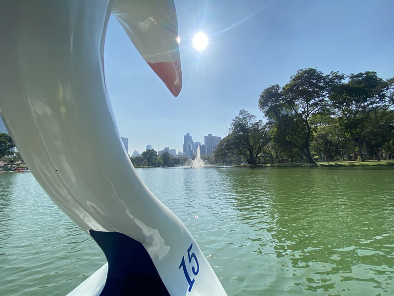 free swan boats in lumpini park