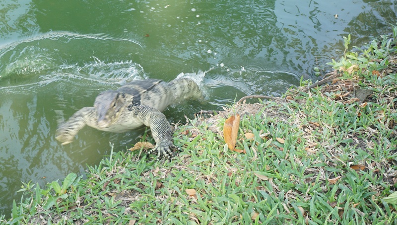 lizzard jumping out of lumpini park lake to attack a small bird