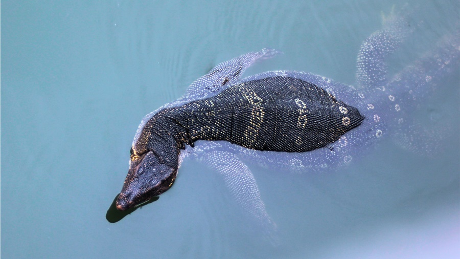 monitor lizard dua hia swimming in lake at lumpini park abngkok