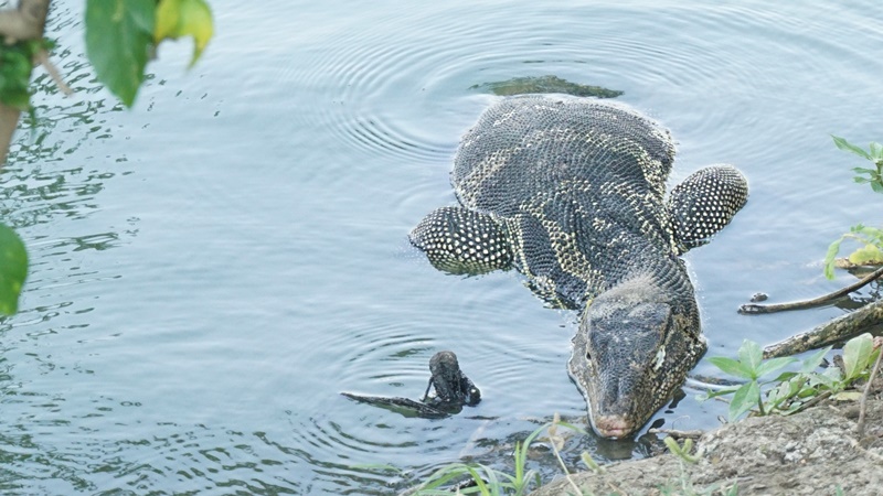 monitor lizzard on river bank at lumpini park lake bangkok