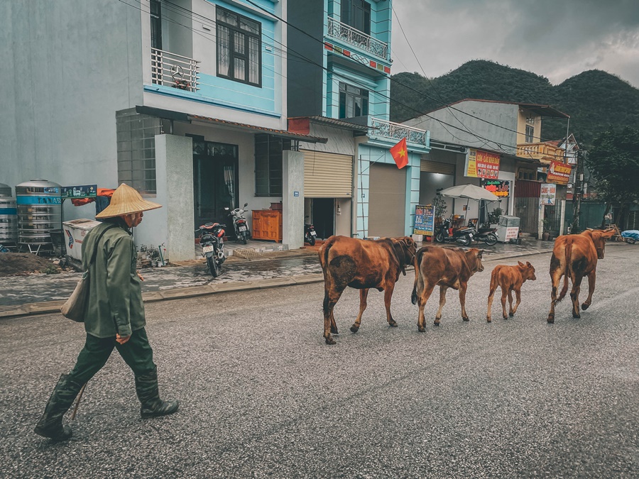a farmer walking his cattle in the road at ha giang loop vietnam