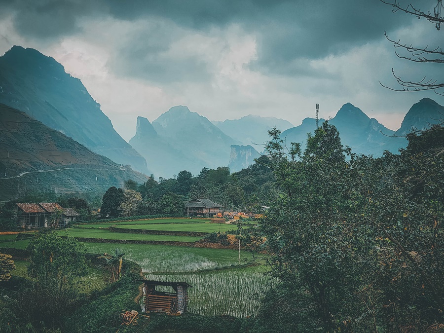 rice fields on ha giang loop