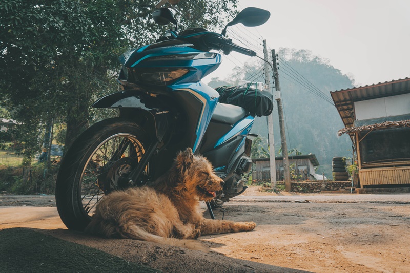dog cools off in shade from motorbike on mae hong son loop