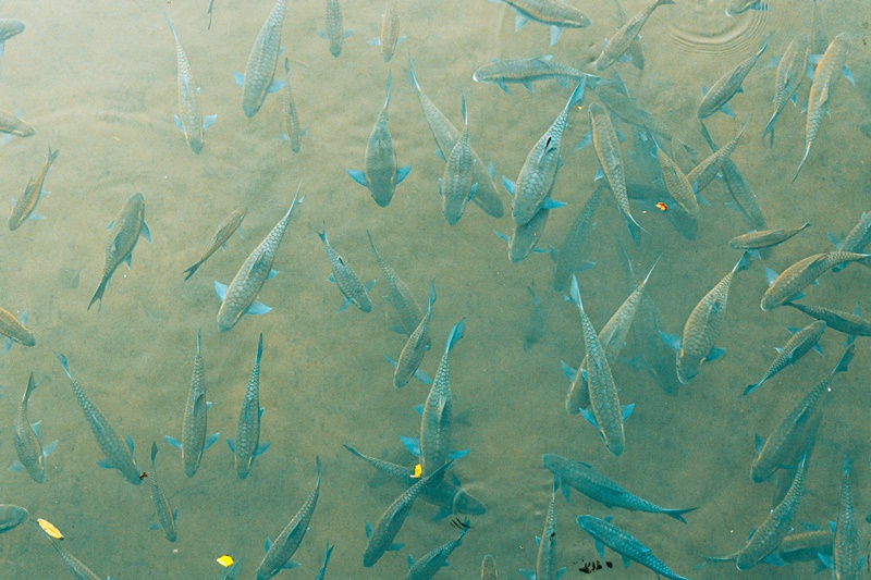 feeding the fish at tham pla national park mae hong son ethical tourist attraction