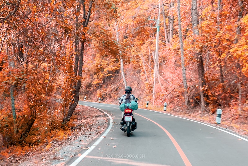riding scooter to pai on famous road with 762 bends with orange autum leaves on trees
