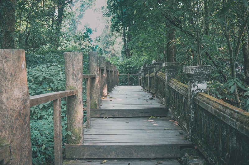 Doi Inthanon national Park moss covered wlakway wooden elevating platfrom on nature trail walk