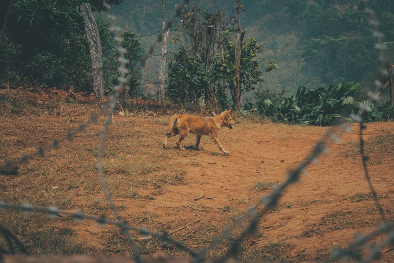 a stray soi street dog in ban rak thai village