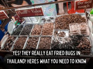backpack bob thailand travel blog guide eating deep fried bugs in thailand