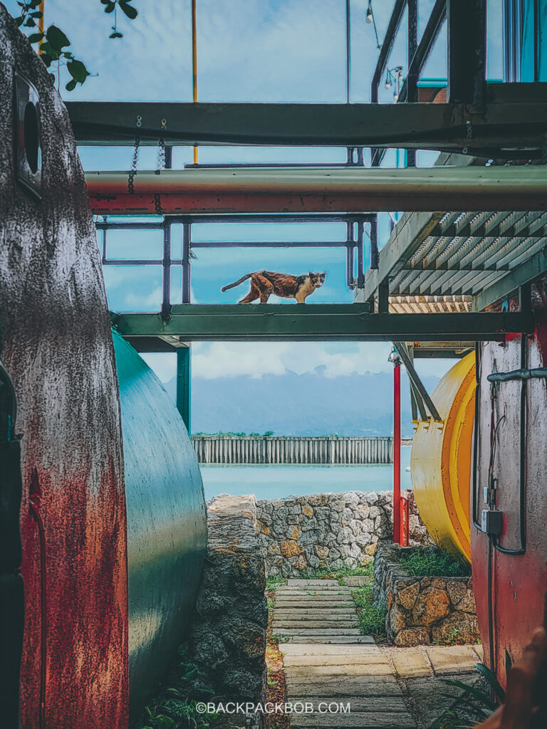 Langkawi Hotel Ocean View with Street Cat Walking past