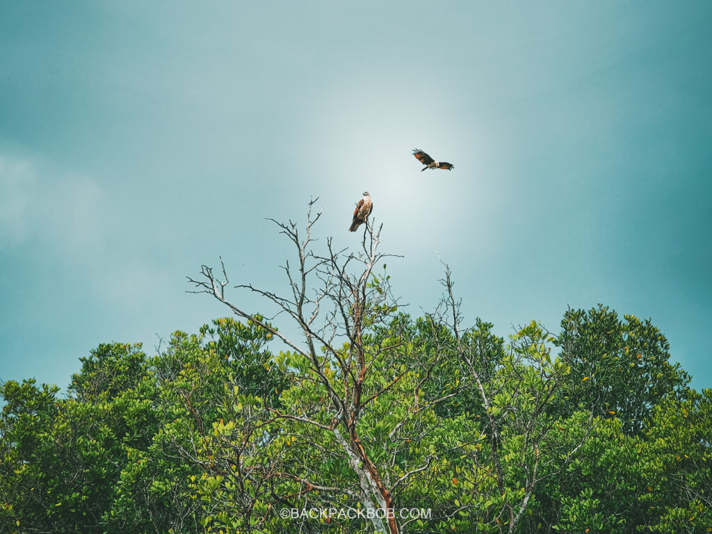 Langkawi Red Eagles